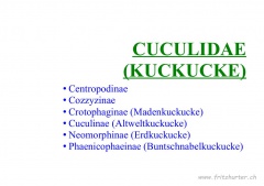 Cuculidae (Kuckucke)